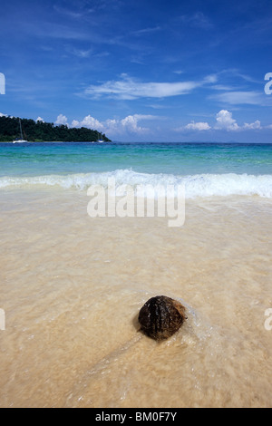Noix de coco sur Ko Khai Nok Beach, Ko Khai Nok, Thaïlande Banque D'Images