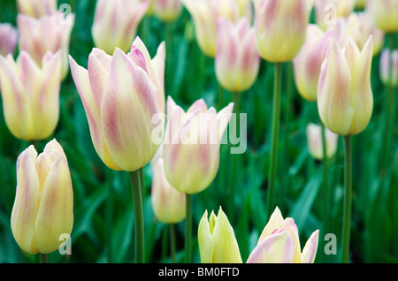 Tulipe fleurs Banque D'Images