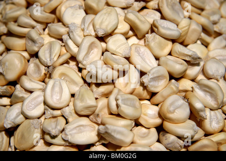 Détail de grains de maïs séchés trouvés dans un marché à Arequipa, Pérou Banque D'Images