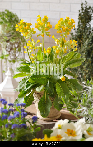 Coucou bleu (primula veris)' 'cabrillo Banque D'Images