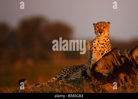 Homme Guépard (Acinonyx jubatus) au coucher du soleil, Okavango Delta, Botswana Banque D'Images