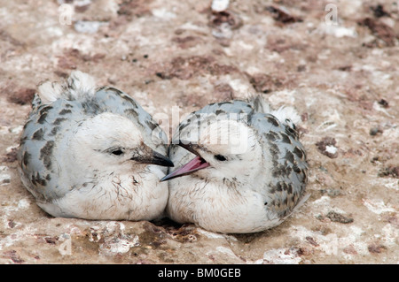 Les jeunes Red à bec cerclé (Larus novaehollandiae), Shag Point, île du Sud, Nouvelle-Zélande Banque D'Images