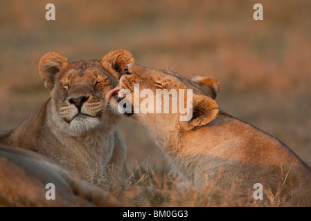 Deux lionnes (Panthera leo), de la langue baignant dans le soleil du matin Banque D'Images