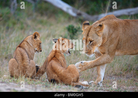 Lioness (Panthera leo), doucement une de ses oursons swatting Banque D'Images