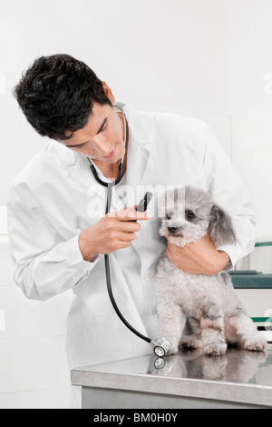 L'examen vétérinaire un chien avec un otoscope Banque D'Images