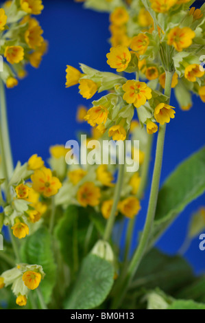 Coucou bleu (primula veris)' 'cabrillo Banque D'Images