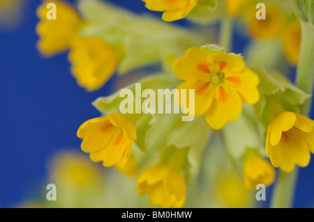 Coucou bleu (primula veris)' 'cabrillo Banque D'Images