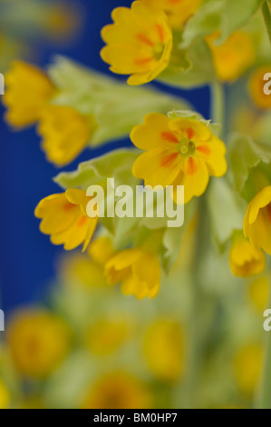 Coucou bleu (primula veris)' 'cabrillo Banque D'Images