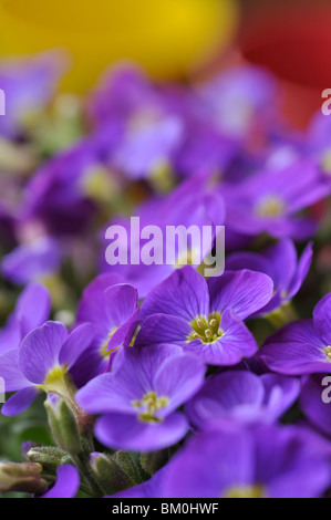 Purple rock cress (Aubrieta deltoidea) Banque D'Images