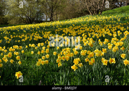 Les jonquilles sauvages (Narcissus pseudonarcissus) Banque D'Images