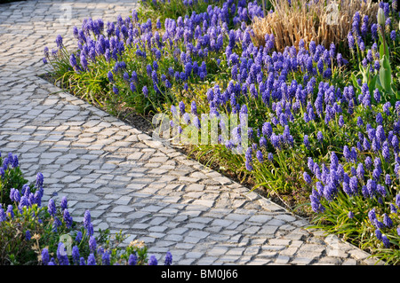 Muscaris d'Arménie (Muscari armeniacum) Banque D'Images