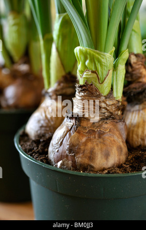 Bulbes à fleurs en pot Banque D'Images