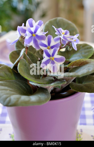 La violette africaine (Saintpaulia ionantha) Banque D'Images