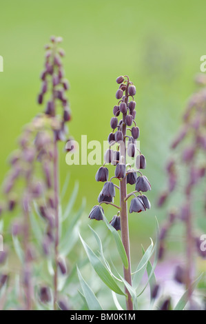 Cloches (fritillaria persica persan) Banque D'Images