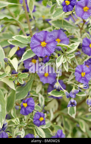 Bush de pommes de terre bleu (lycianthes rantonnetii solanum rantonnetii) syn. Banque D'Images