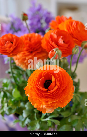 Turban (Ranunculus asiaticus 'gambit mix') Banque D'Images