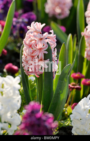 Jacinthes (hyacinthus) Banque D'Images