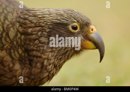 Nestor notabilis Kea (Perroquet) chez Arthur's Pass en Nouvelle Zélande Banque D'Images