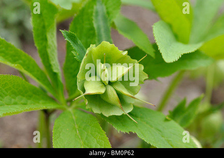Lenten rose (Helleborus orientalis) Banque D'Images