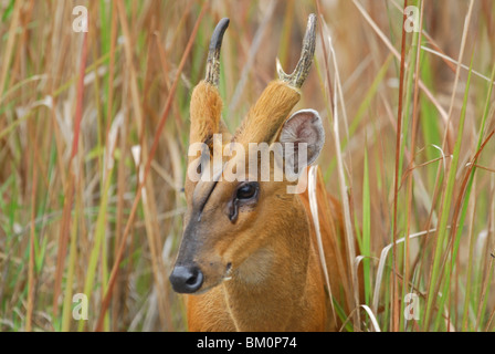 Muntjac indien (Muntiacus muntjak) dans le parc national Khao Yai, Thaïlande Banque D'Images