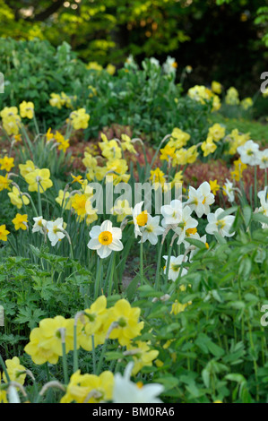 Jardin de plantes vivaces de jonquilles (Narcissus) Banque D'Images