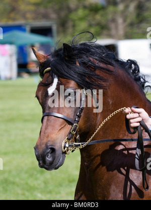 Poneys poney Welsh Mountain Horse Show Galles Animal Banque D'Images