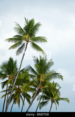 Hawaiian Palm arbres abattus à partir de ci-dessous avec sky Banque D'Images