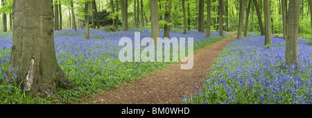 Jacinthes des bois au printemps en hêtre sur le collines de Chiltern au-dessus de Mapledurham près de Reading, Berkshire, Royaume-Uni Banque D'Images