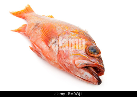 Poisson rouge sur fond blanc Banque D'Images