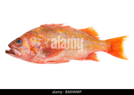Poisson rouge sur fond blanc Banque D'Images