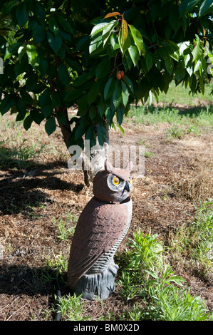 Un hibou en plastique maintient les oiseaux à partir de la maturation cerises sur le cerisier. Banque D'Images