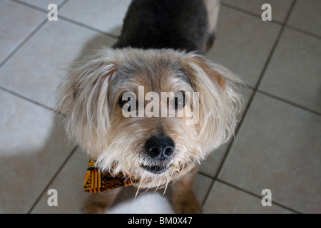 Chien de terrier Banque D'Images