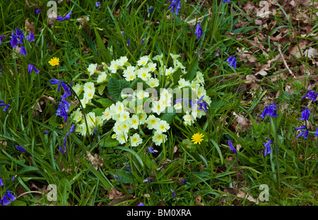 Fleurs sauvages dans un bois au printemps Banque D'Images