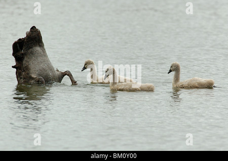 Cygne noir (Cygnus atratus) à l'alimentation par trois cygnets dans Auckland, Nouvelle-Zélande Banque D'Images