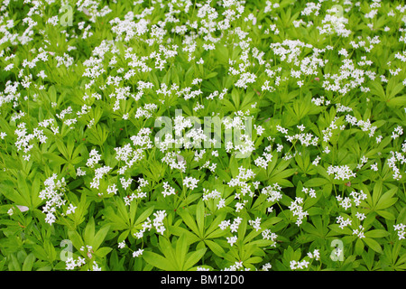 Woodruff blanc de printemps en fleurs fleurs Galium odoratum Banque D'Images