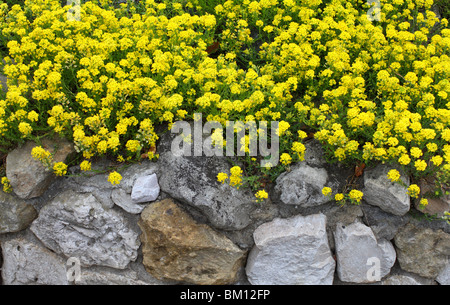 La poussière d'or fleurs de printemps jaune Aurinia saxatilis Banque D'Images