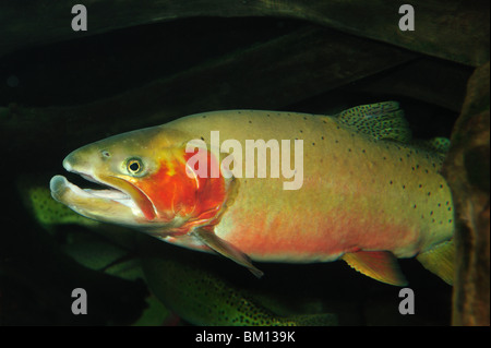 Cutbow, Oncorhynchus clarki mykiss, captive Banque D'Images