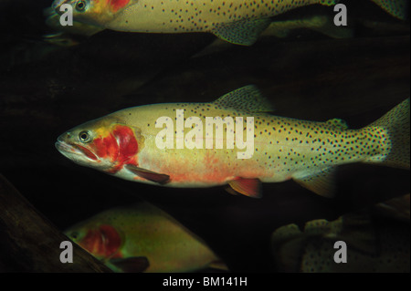 Cutbow, Oncorhynchus clarki mykiss, captive Banque D'Images