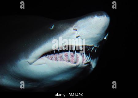 Sand tiger shark, Carcharias taurus, captive Banque D'Images
