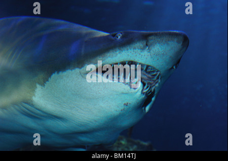 Sand tiger shark, Carcharias taurus, captive Banque D'Images