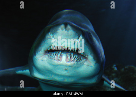 Sand tiger shark, Carcharias taurus, captive Banque D'Images