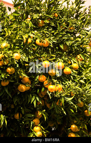 Rapprochement de Borgio Verezzi, Ligury, Italie, Europe Banque D'Images