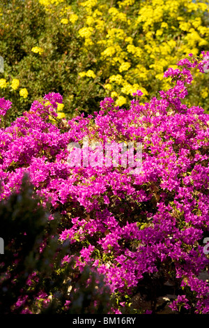 Rapprochement de Borgio Verezzi, Ligury, Italie, Europe Banque D'Images