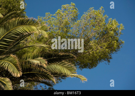 Rapprochement de Borgio Verezzi, Ligury, Italie, Europe Banque D'Images