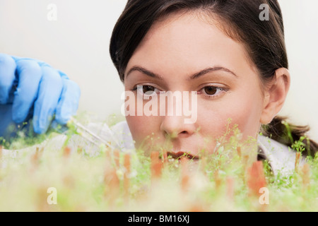 La recherche scientifique sur les plantes dans un laboratoire