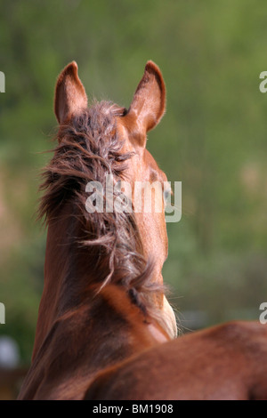 cheval Banque D'Images