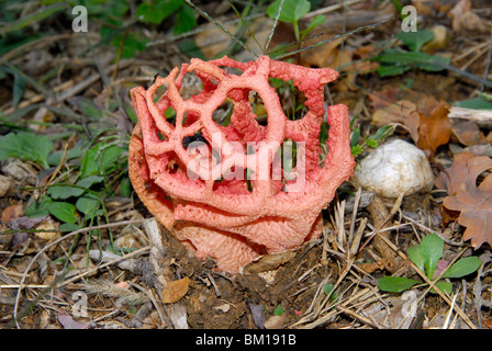 Clathrus Clathrus cancellatus, ruber Banque D'Images