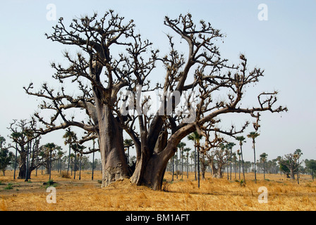 Baobab, République du Sénégal, l'Afrique Banque D'Images