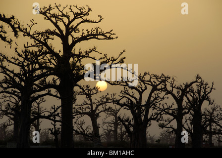 Baobab au coucher du soleil, République du Sénégal, l'Afrique Banque D'Images