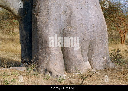 Baobab, République du Sénégal, l'Afrique Banque D'Images